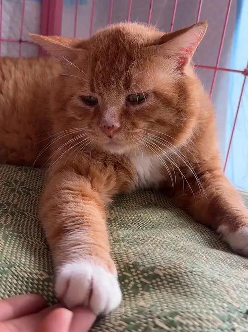 我和我的猫下载截图