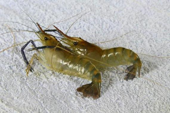 草虾是海虾还是河虾截图