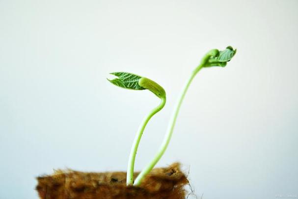 我们是最幸运的发芽截图