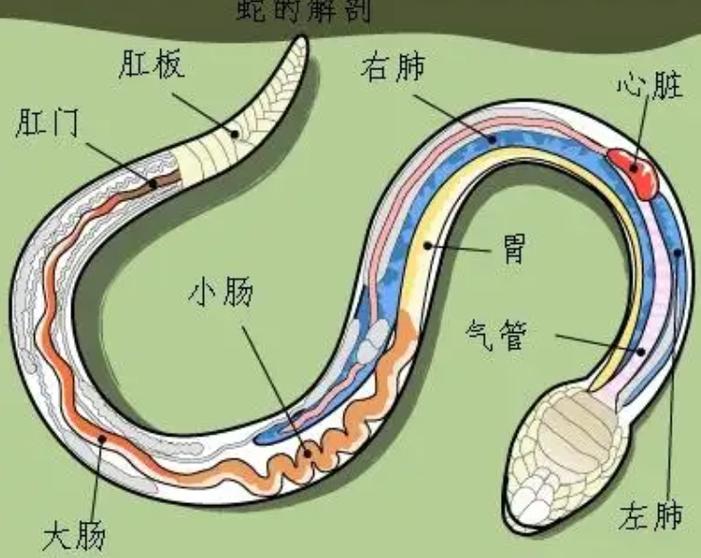 公蛇的生䐈器结构图