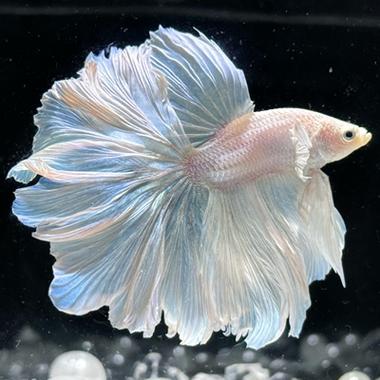 斗鱼官网首页pc