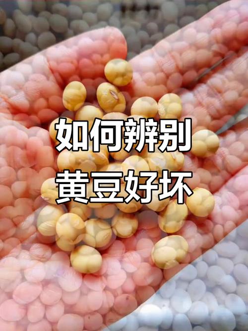 女生说黄豆暗示的含义