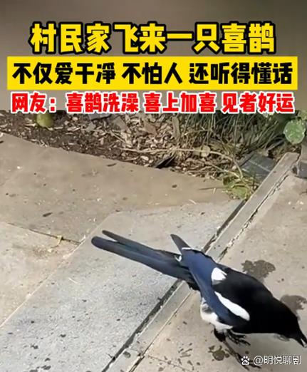 家里来喜鹊