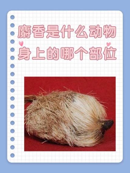 九五至尊是什么意思啊是什么动物图标