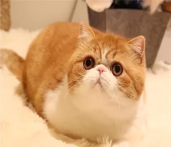 加菲猫跟什么猫配截图