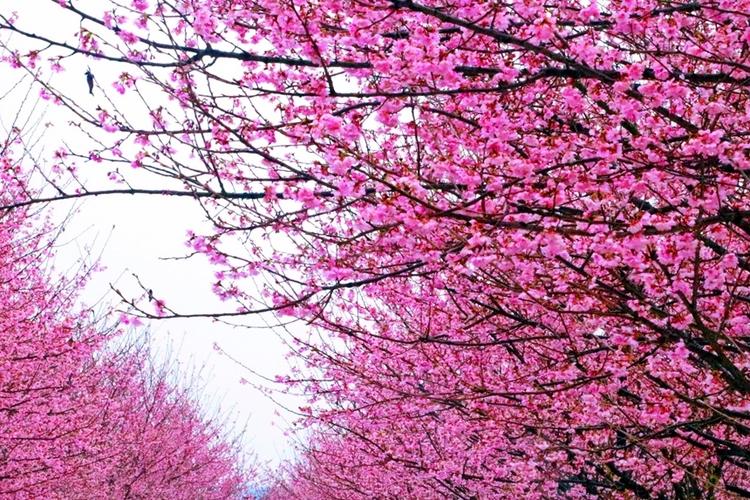 《盛开的樱花树下》截图