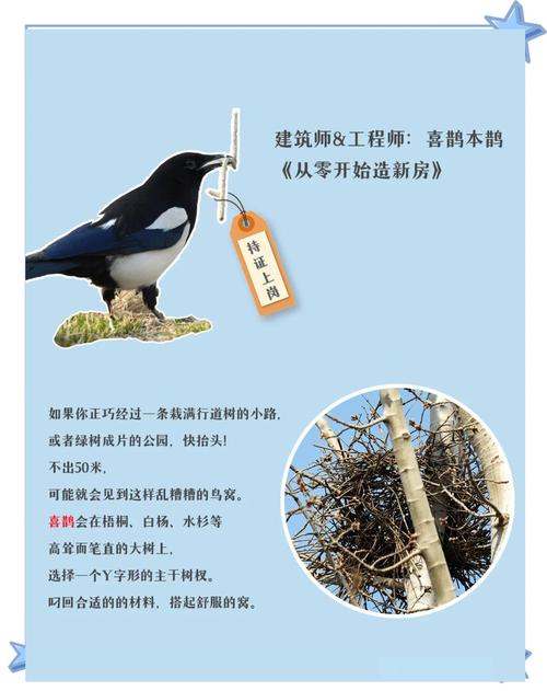 喜鹊儿登不上去怎么解决