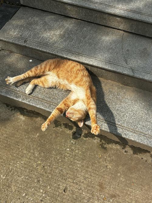 oamlna懒喵截图