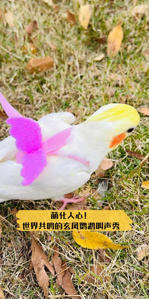 玄凤鹦鹉开心叫声图标