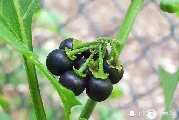 黑端端功效