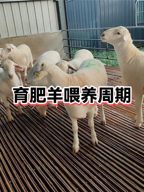 养母羊赚钱还是育肥羊赚钱缩略图