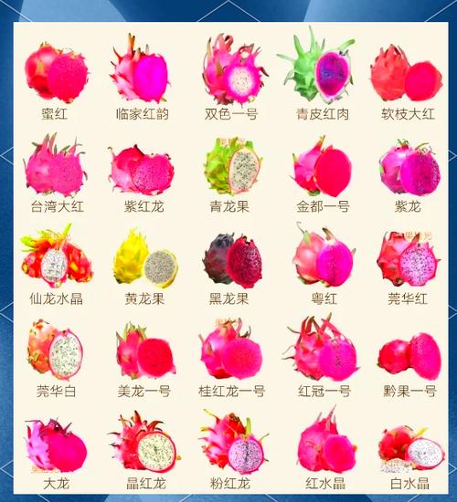 火龙果26种品种图片