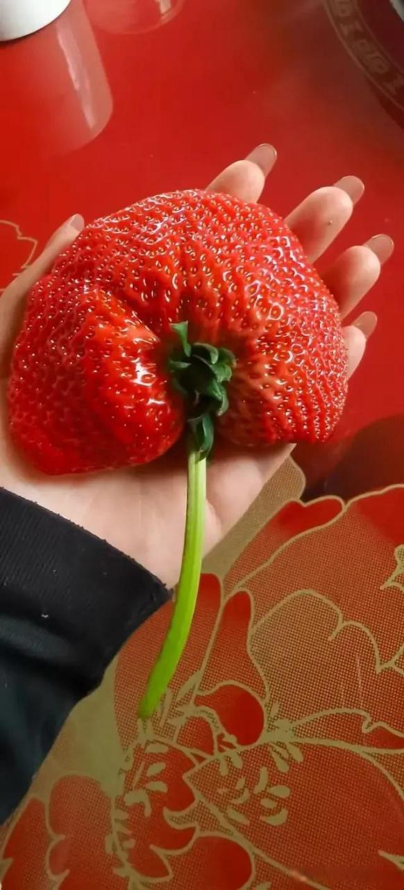 丹东大草莓