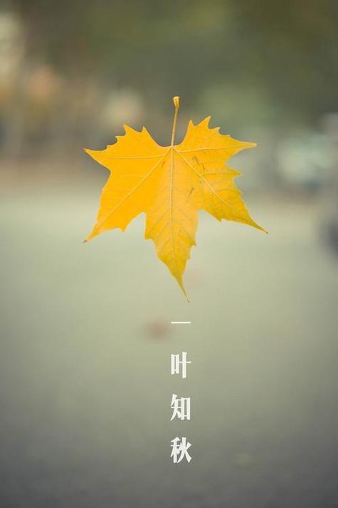 一叶知秋三部曲