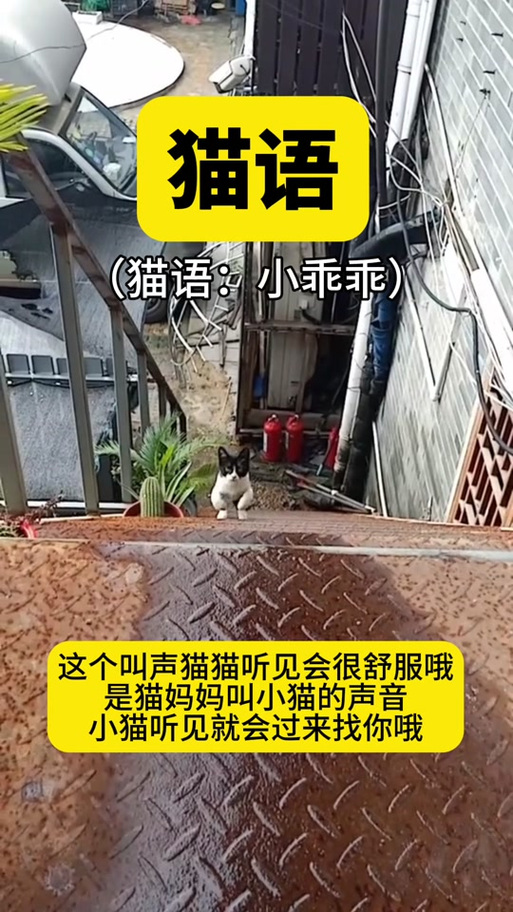 猫叫声下载mp3免费