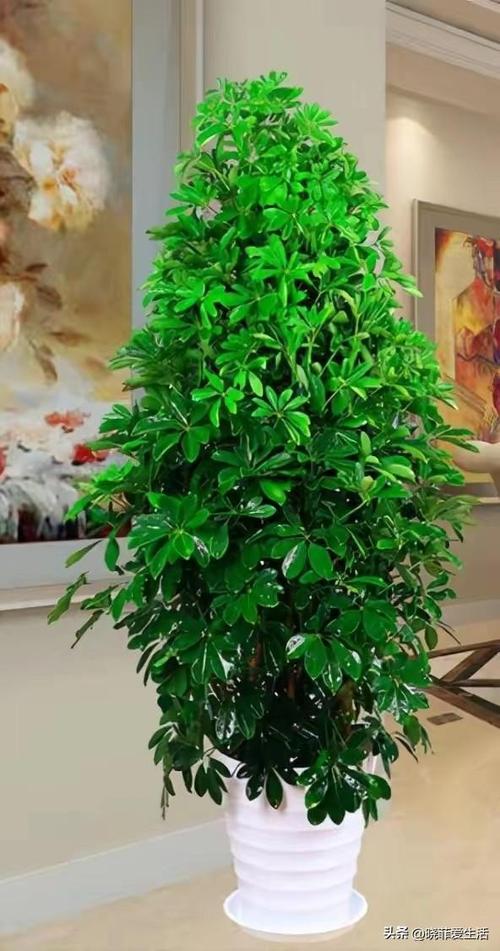 家里最适合养的花和植物截图