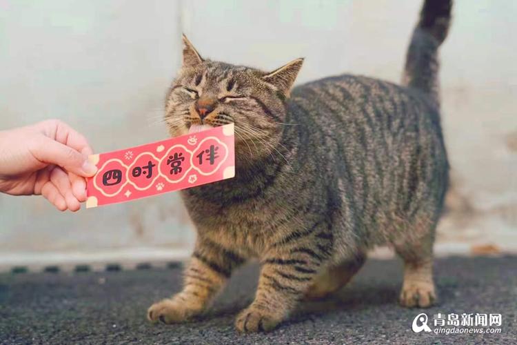 聚猫网截图