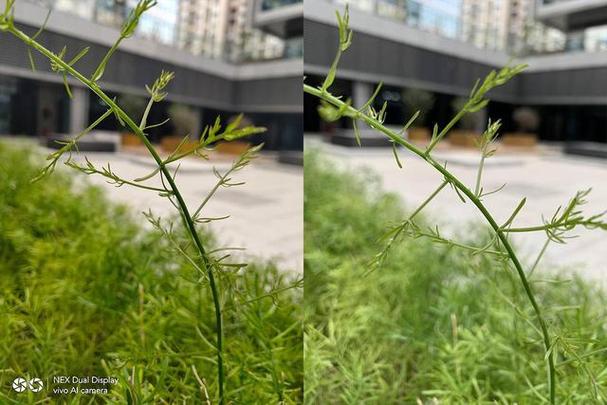 苹果xs微距不能对焦