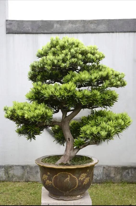 罗汉松
