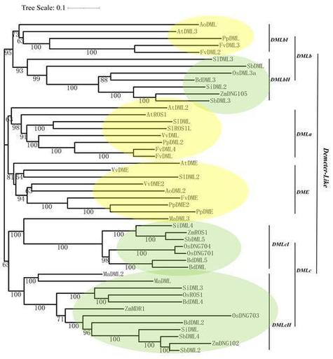 基因家族生物信息学分析