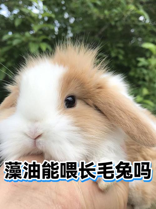 兔子怎么喂也不胖截图