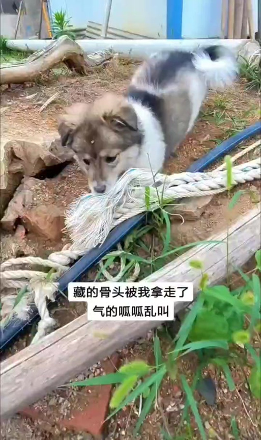 狗埋骨头是个什么意思截图