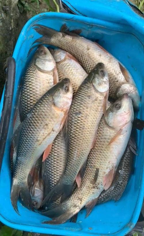 石鳞是什么意思
