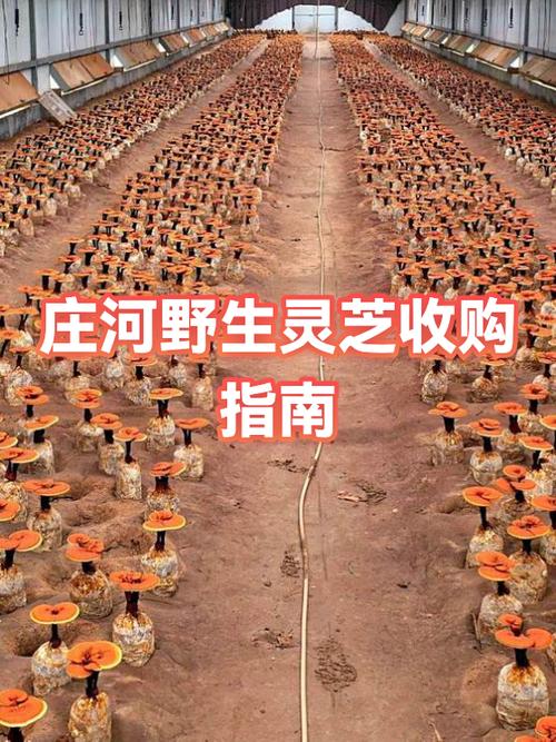 灵芝销售渠道