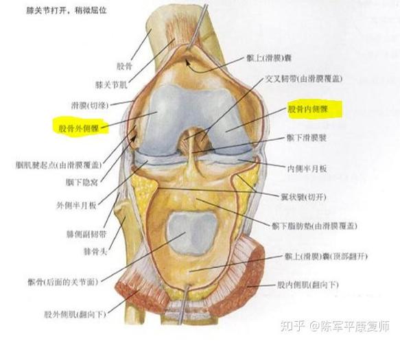 膝盖各个位置疼痛图游戏截图