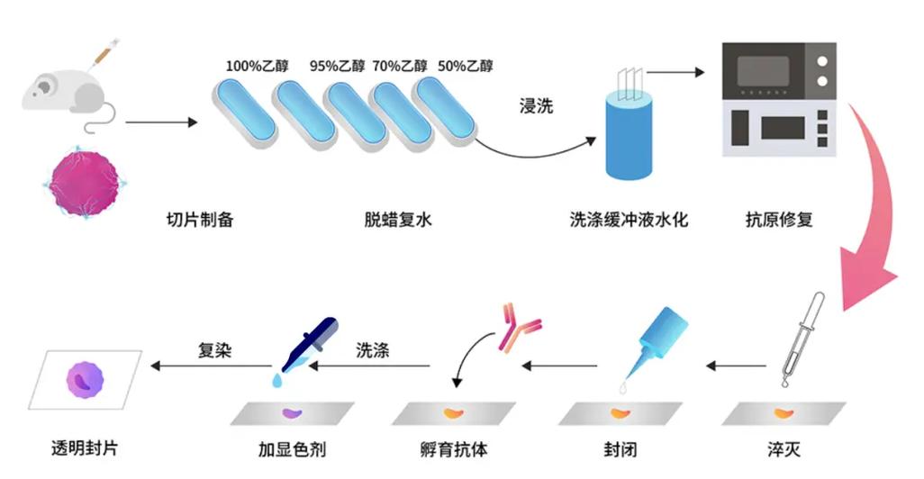 免疫组化染色检查怎么做