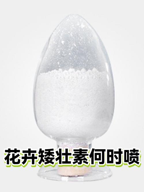 矮壮素多久喷一次