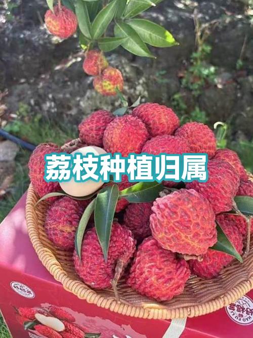 草莓是南方水果还是北方水果