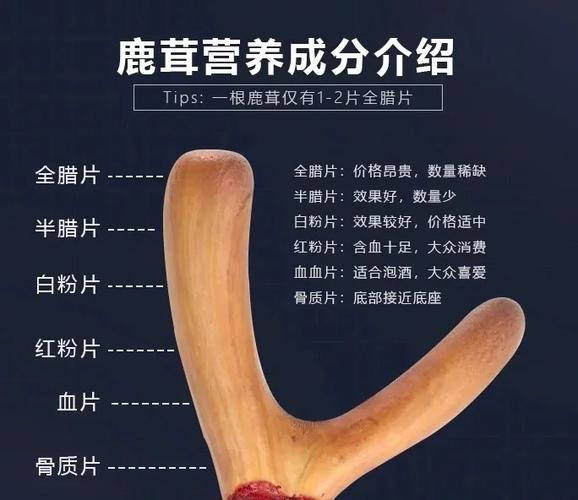 雪鹿茸的功效与作用图标