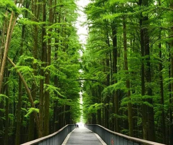 中央空调风量一棵树一个月亮图标