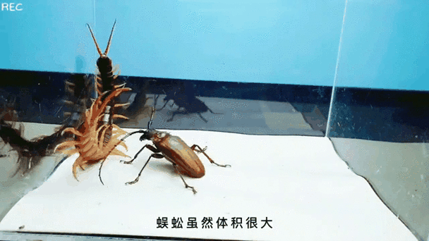 甲虫大战蜈蚣缩略图