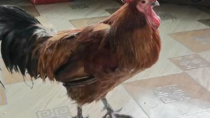 鸡仙图片