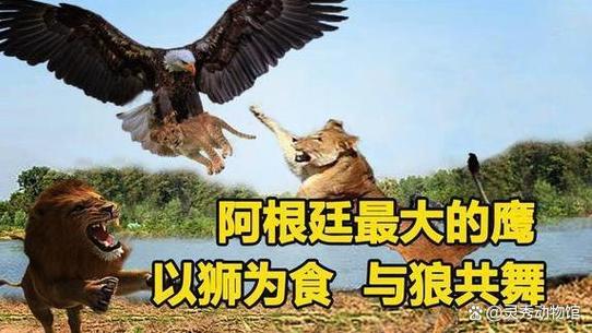 老鹰翅膀展开有多长游戏截图