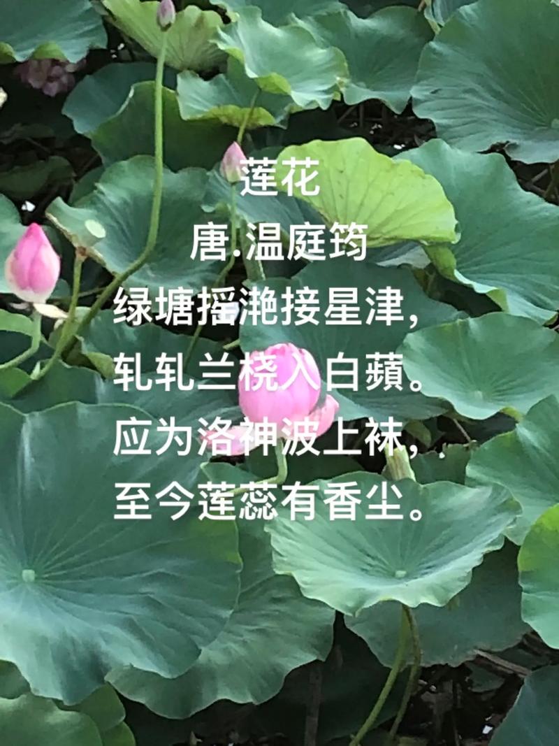 莲花迟梦by斯芬克猫