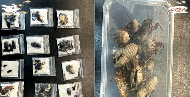 国外挑战虫子箱子里爬