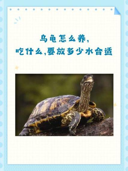 乌龟夏天怎么养
