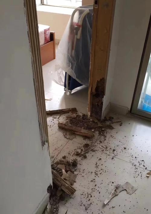 家里进了白蚁怎么办