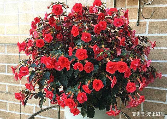 红色长筒形的花