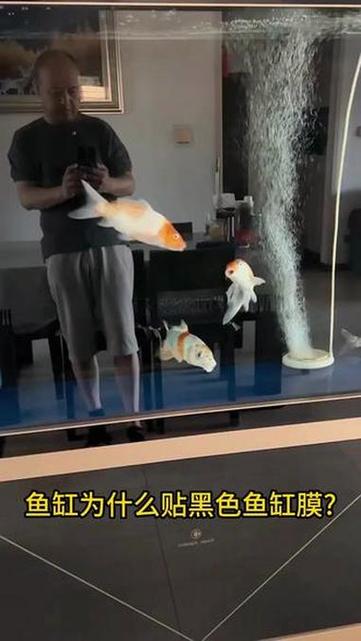 鱼缸贴黑膜的害处