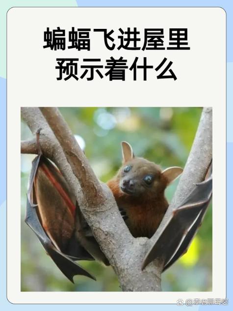 蝙蝠入屋好不好