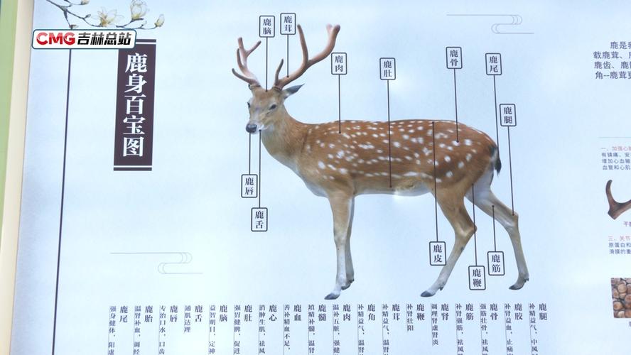鹿的每个部位功效