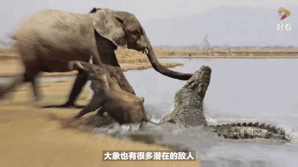 大象的身子像一堵墙似的怎么样截图
