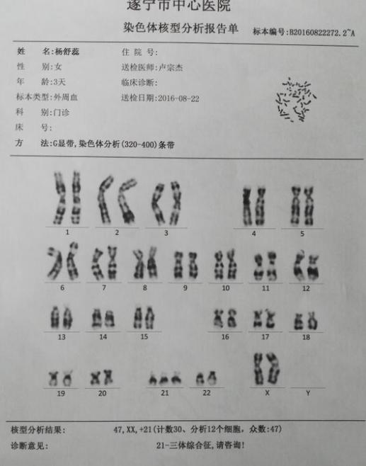 如何判断染色体数目