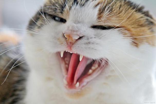 六个月是成猫还是幼猫