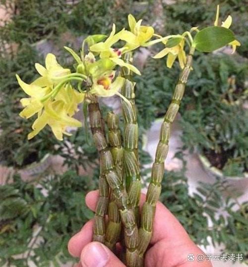 有结节的人能吃铁皮枫斗吗