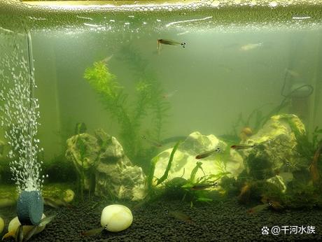 鱼缸水清澈的6个征兆缩略图